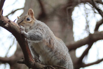 squirrel on a tree