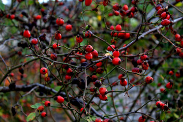 Rosehip berries