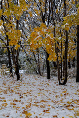 Landscape with first snow covering the ground and maples with yellow leaves.