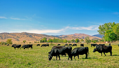 Naklejka na ściany i meble Cattle grazing on a ranch in Boulder County, Colorado.