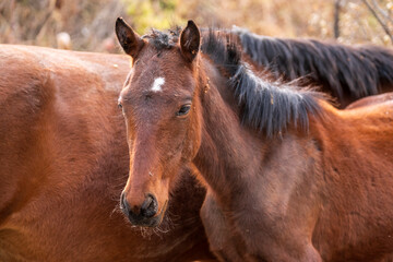 Fototapeta premium brown horse portrait