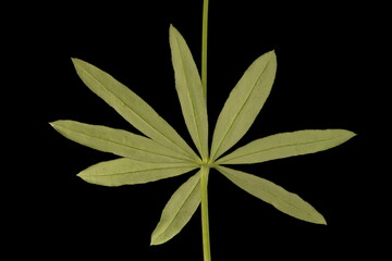 Intermediate Bedstraw (Galium intermedium). Leaf Closeup