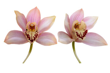 couple of pink orchid flowers isolated on white background