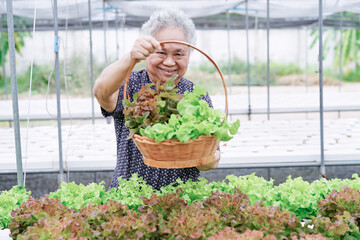 Asian senior or elderly old woman patient holding salad vegetable in farm with happy and fresh,  healthy strong medical concept