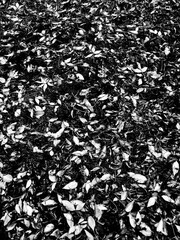 black and white background