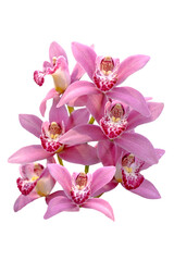 pink orchid flower isolated on black