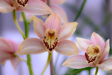 Pink orchid flowers 