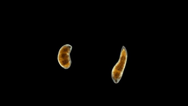 A flatworm from the order Proseriata under a microscope. Phylum Platyhelminthes. Sample found at Lake Baikal/ Help in determining Timoshkin O.A