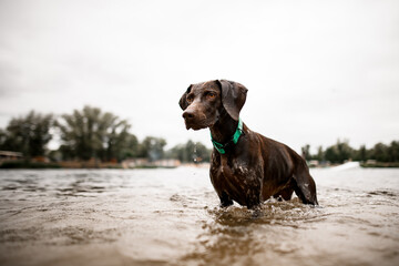 view of shorthaired pointer dog stands in river water