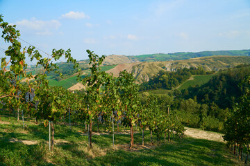 Vineyards landscape with grapevine for wine production in Emilia-Romagna, Italian region.