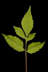 Fototapeta premium Common Beggarticks (Bidens frondosa). Leaf Closeup