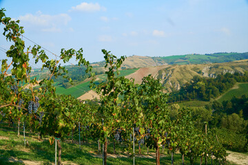 Fototapeta na wymiar Vineyards landscape with grapevine for wine production in Emilia-Romagna, Italian region.