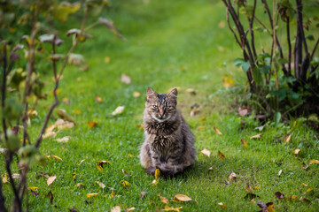 Happy cat on green grass background in autumn time.