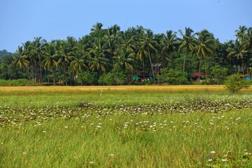 Palms. Lotuses in the river. India. Maharashtra state. Taken on October 26, 2020