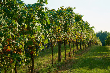 Fototapeta premium Vineyards landscape with grapevine for wine production in Emilia-Romagna, Italian region.