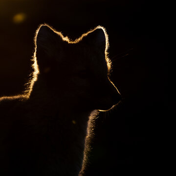 Arctic fox (Vulpes lagopus) silhouette in sunrise 