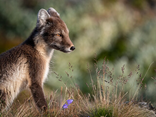 Arctic fox (Vulpes lagopus) portrait on grass