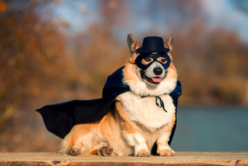 portrait of a Corgi dog in a superhero Cape and mask sitting outside on a Sunny day with a mysterious smile