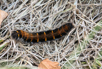 Die Raupe, Larve eines Brombeerspinner, Macrothylacia rubi. Er ist ein Schmetterling aus der Familie der Glucken.
