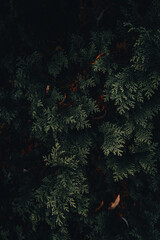 christmas tree background