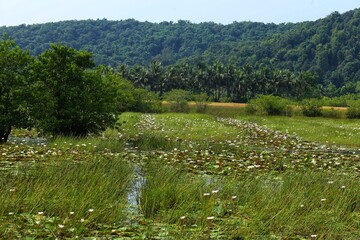 Palms. Lotuses in the river. India. Maharashtra state. Taken on October 26, 2020