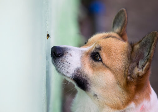 Funny Corgi Puppy Tries To Catch A Dangerous Striped Insect Wasp With Its Nose In The Garden