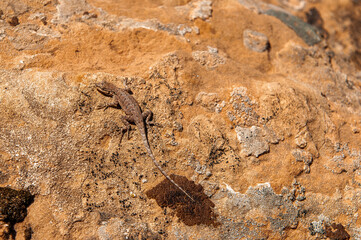 lizard on stone