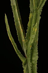 Wavyleaf Sea Lavender (Limonium sinuatum). Stem and Leaves Closeup
