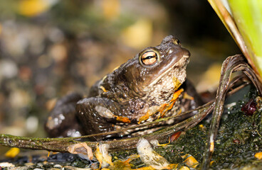 Eine Erdkröte Bufo Bufo am Rand eines Teichs.
