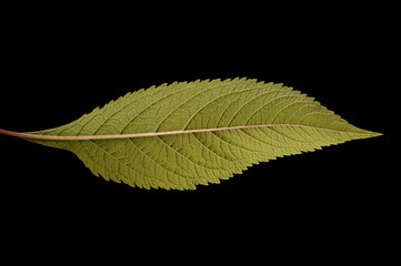 Purple Joe-Pye Weed (Eutrochium purpureum). Leaf Closeup