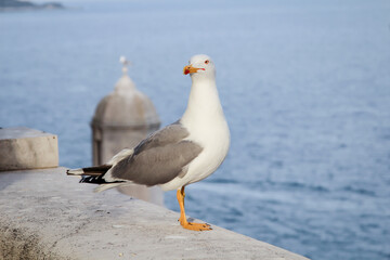 Portrait einer Möwe die auf einer Mauer sitzt.