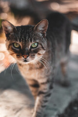 Gato de ojos verdes y marrones en un parque