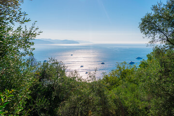 view of the sea and trees