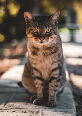 Gato de ojos verdes y marrones en un parque