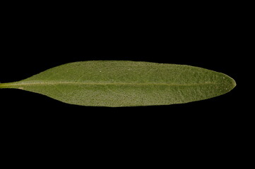 Hyssop (Hyssopus officinalis). Leaf Closeup