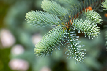 Branch of a Christmas tree on a green background