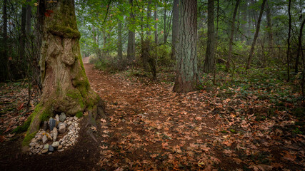 path in autumn forest