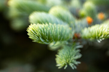 Branch of a Christmas tree on a green background
