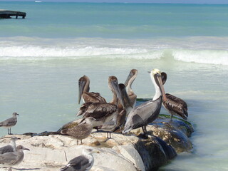 The beautiful beaches and wildlife of  the Mexican Isla Contoy, Holbox and Cozumel islands in the Gulf of Mexico