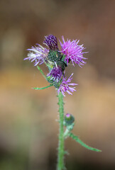 Die Dolden, Blüten einer Mariendistel.
