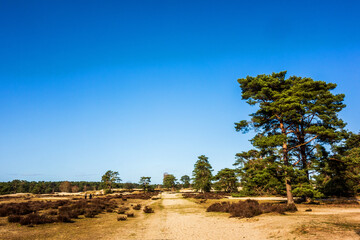 Landscape at Soesterduinen near Amersfoort, Netherlands
