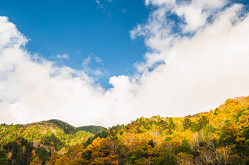 Fototapeta premium 青空と黄色い山