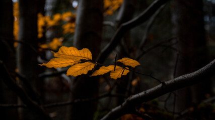 Autumn background - Book tree with autumnal colored yellow leaves in the dark Black Forest in Germany