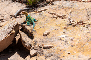 teal yellow lizard on the stone