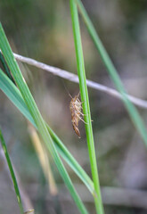 Eine Nahaufnahme einer Fliege, Insekt auf einer Pflanze.