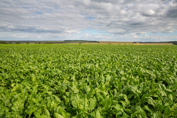 Fototapeta na wymiar Sugar beet. Ripe beets grow in the field on a Sunny day.