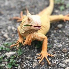 bearded dragon lizard