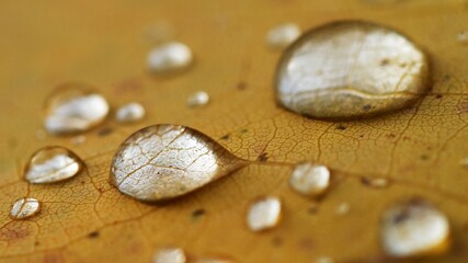 Fototapeta na wymiar A drop of water on a tree sheet close-up