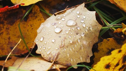 A drop of water on a tree sheet close-up