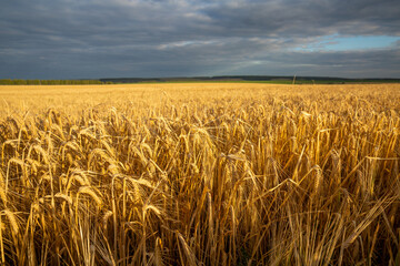 a field of ripe Golden wheat on a Sunny day. Clouds in the sky,